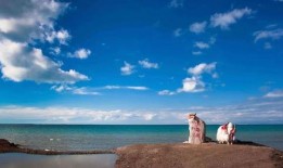 青海湖旅游爆料视频大全,全景揭秘！网红打卡地大集合