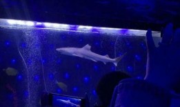 海洋之眼爆料视频最新版,揭秘神秘海洋生物与未知海域探险