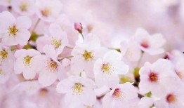 樱花独家爆料视频大全,视频大全背后的精彩瞬间