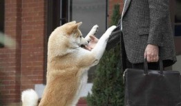 忠犬八公的故事在线观看,永恒的等待与忠诚的守护