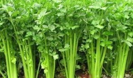 小芹菜爆料者视频大全,揭秘幕后真相