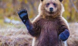 吃瓜小熊网红叫什么名字,揭秘网红界的“瓜王”传奇