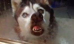 二哈吃瓜娱乐圈百度云,娱乐圈风云录