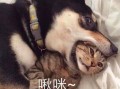 二哈吃瓜娱乐圈百度云,娱乐圈风云录