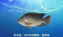 鱼的喂法真实爆料视频教程,揭秘真实喂鱼技巧与视频演示