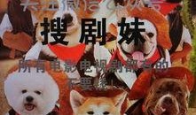 异类之血精灵在线观看,探寻神秘血脉的奇幻之旅