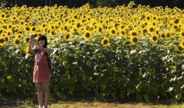 向日葵国语电影完整版在线观看,探寻心灵之光的电影之旅