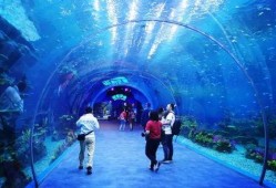 海洋之眼爆料视频最新版,揭秘神秘海洋生物与未知海域探险