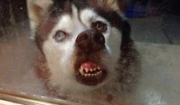 南京爆料二哈暴警视频