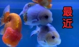 金鱼爆料视频大全,揭秘视频大全中的精彩瞬间