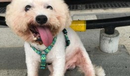 浪漫波比熊爆料视频播放,网友直呼“笑到肚子疼”！