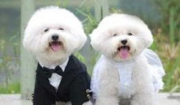 浪漫波比熊爆料视频播放,网友直呼“笑到肚子疼”！