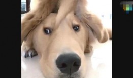 金毛爆料视频,娱乐圈幕后真相大曝光