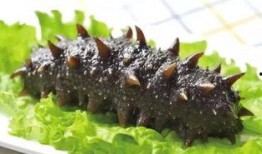 烟台海参爆料视频播放大全,视频大全揭秘行业真相