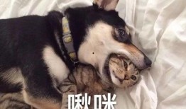 南京爆料二哈暴警视频