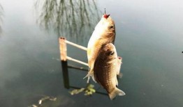 鱼的喂法真实爆料视频教程,揭秘真实喂鱼技巧与视频演示