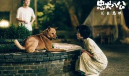 忠犬八公的故事在线观看,永恒的等待与忠诚的守护