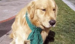 金毛爆料视频,娱乐圈幕后真相大曝光