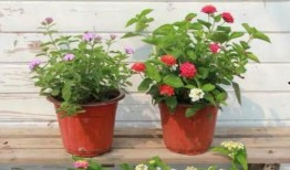 悟惑寺最新爆料视频大全,揭秘神秘事件背后的真相