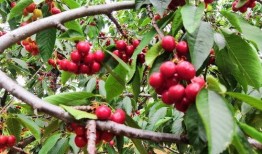 樱桃成熟时2在线观看,在线观看，尽享甜蜜瞬间