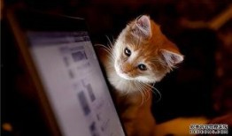 东北猫咪爆料视频,揭秘猫咪日常趣事