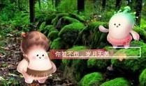 野生菌爆料视频大全集播放,探寻菌林奥秘，尽享美味之旅