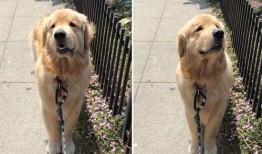 金毛爆料视频,娱乐圈幕后真相大曝光