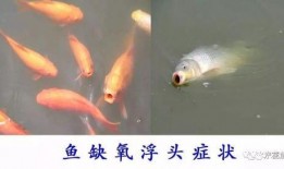 鱼的喂法真实爆料视频教程,揭秘真实喂鱼技巧与视频演示