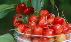 樱桃成熟时2在线观看,在线观看，尽享甜蜜瞬间