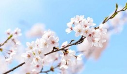 樱花独家爆料视频大全,视频大全背后的精彩瞬间