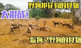 鬣狗在线观看韩剧,韩剧中的残酷职场对决