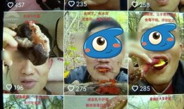 野生菌爆料视频大全集播放,探寻菌林奥秘，尽享美味之旅