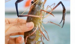 石狮网红吃瓜,揭秘网络红人的真实一面