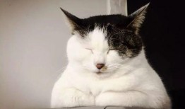 东北猫咪爆料视频,揭秘猫咪日常趣事