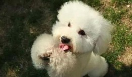 浪漫波比熊爆料视频播放,网友直呼“笑到肚子疼”！