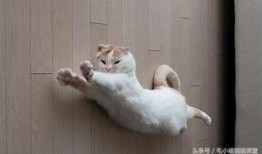 东北猫咪爆料视频,揭秘猫咪日常趣事